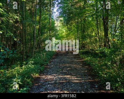 Quiet gravel forest path through lush green deciduous woodland near Salzburg, Austria Stock Photo