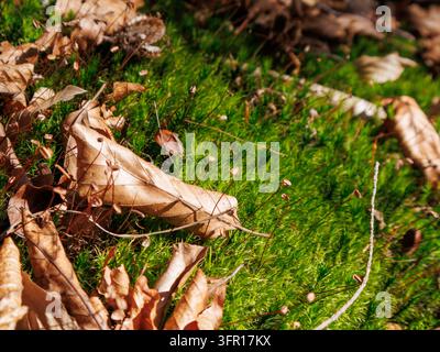 Dry beech leaves on a bright green moss cushion in sunlight in a forest near Salzburg, Austria Stock Photo