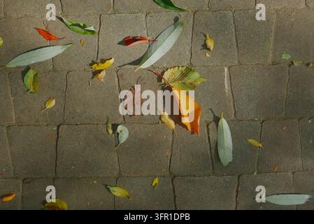 Various colorful fallen autumn leaves scattered across a grey stone paved walkway. Stock Photo