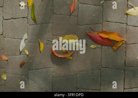 Colorful autumn leaves scattered across grey stone paving blocks on an outdoor walkway. Stock Photo