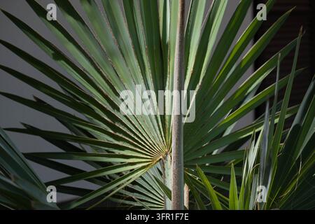 Close up of long green palm leaves radiating from a central point, creating a geometric botanical pattern with layered foliage, natural textures and c Stock Photo