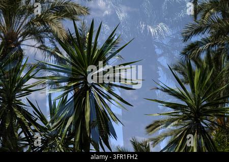 Tall palm trees and spiky green foliage reflected in a glass surface against a clear blue sky, creating a layered botanical composition with tropical Stock Photo