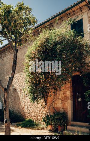 A close-up vertical shot of a traditional Mediterranean stone house in Mallorca, Spain. The ancient stone wall is partially covered by climbing plants Stock Photo