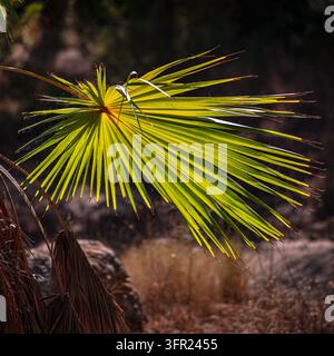 A close-up shot of a single green palm frond, brightly lit by natural golden sunlight from behind, creating a glowing effect. The background is a soft Stock Photo
