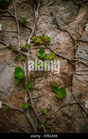 Close-up full frame view of vibrant green ivy leaves and dry, gnarled branches clinging to and growing over a rustic, textured brown stone wall. The n Stock Photo