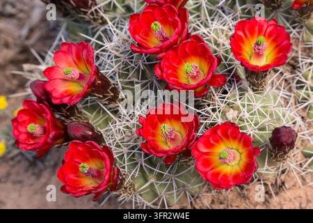 Claret cup, or hedgehog, cactus (Echinocereus triglochidiatus) in bloom in a desert canyon in Canyonlands National Park, Utah, USA. Stock Photo