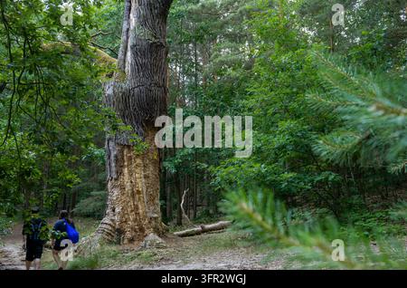 Two walkers pass the massive trunk of the Kurfürsteneiche, a veteran oak beside Kleiner Lienewitzsee near Michendorf, Brandenburg, Germany. Stock Photo