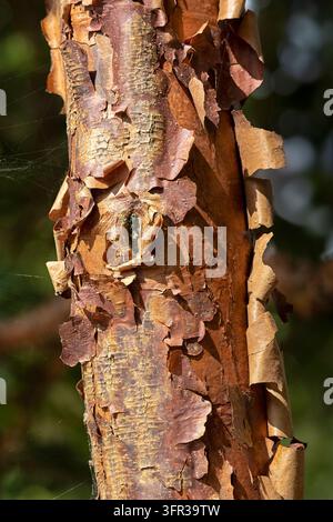 Closeup of bark on Paperbark Maple tree (Acer griseum) Stock Photo