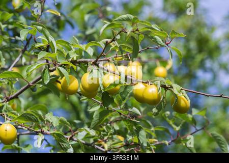 Ripe yellow mirabelle plums growing in clusters among green leaves on a fruit tree in summer sunlight Stock Photo