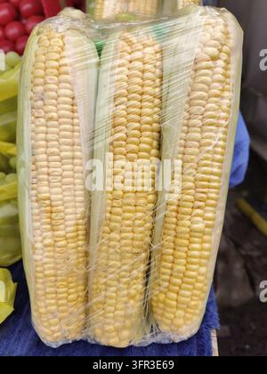 Three fresh corn cobs wrapped in transparent plastic packaging, showing rows of pale yellow and cream kernels Stock Photo