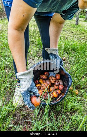 Person wearing gloves gathers fallen apples from grass into a black bucket during an outdoor harvest in a rural orchard. Stock Photo