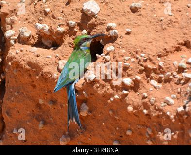 Swallow-tailed Bee-eater at nest burrow entrance in red Kalahari sandbank, Kgalagadi Stock Photo