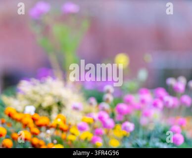 A dreamy artistic composition featuring blurred vibrant blossoms in a natural meadow creating a colorful bokeh effect for seasonal design projects Stock Photo