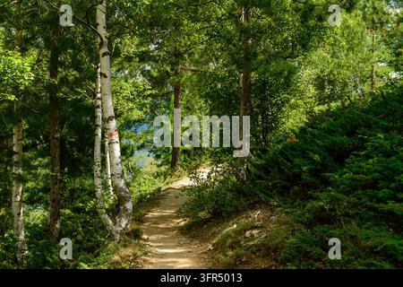 A narrow dirt hiking path winds through dense green forest with pine and birch trees in Corsica. Sunlight filters through the foliage. Stock Photo