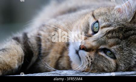 Close-up horizontal portrait of a domestic tabby cat resting its head with striking green eyes and detailed fur. Stock Photo