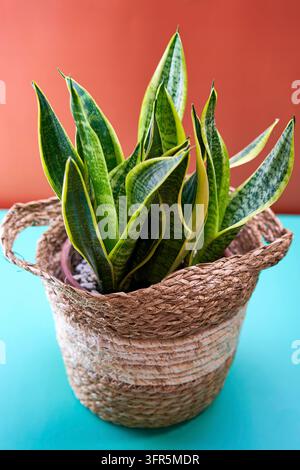 Green snake plant in rustic basket on colorful background, creating elegant aesthetic. Keywords botanical, modern Stock Photo