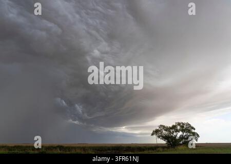 Shelf cloud forming over the vast plains with a lonely tree, signaling an impending storm Stock Photo