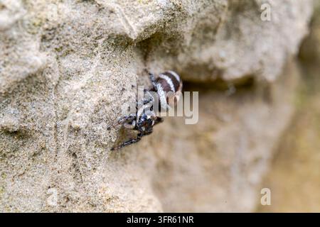 Wall zebra spring spider (Salticus scenicus), on wall, Kaiserstuhl, Baden-Wuerttemberg, Germany Stock Photo