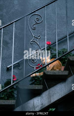 Orange tabby cat sitting on concrete steps behind wrought iron railing Stock Photo