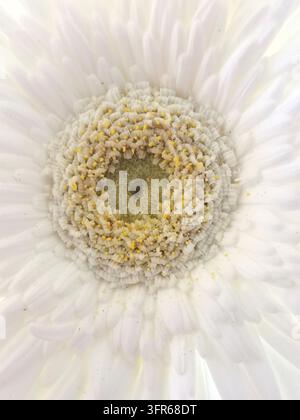 Vertical close up image of white Gerber showing stamen detail. Stock Photo