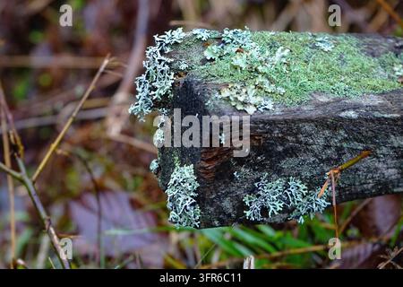 Lichen and moss growing on a fallen wood Stock Photo
