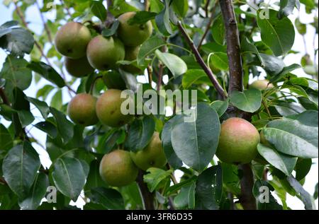 pear tree with a bunch of ripe pears close up Stock Photo