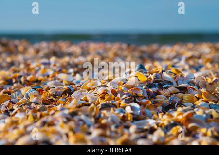 Close-up background of seashells on the morning shore. Beach background with small shell, colorful sand, background blurred Stock Photo