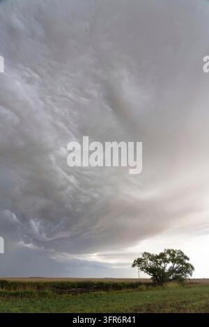 Shelf cloud forming over the plains with a single tree in the foreground Stock Photo