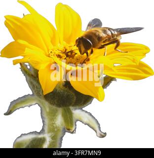 Hoverfly Feeding on Yellow Flower Cutout Stock Photo