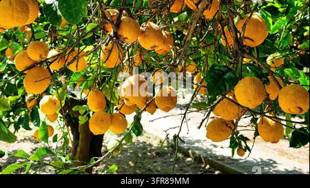 Gorgeous ripe lemons close-up Stock Photo