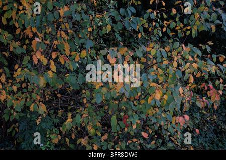 Dense shrub with green, yellow and red autumn leaves filling the frame at a woodland edge near Salzburg, Austria Stock Photo