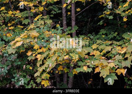 Maple branches with green and yellow leaves in front of a dark forest near Salzburg, Austria Stock Photo
