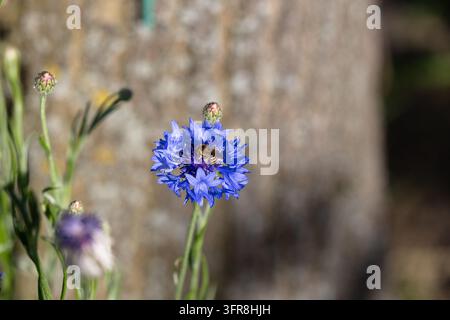 Blue cornflower in sharp focus with a honeybee collecting nectar on a sunny day, set against a soft, blurred garden background conveying pollination, Stock Photo