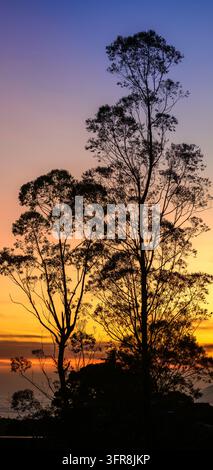Beautiful sunrise landscape photograph, Silhouetted tall trees and colorful gradient bright skies in the background Stock Photo