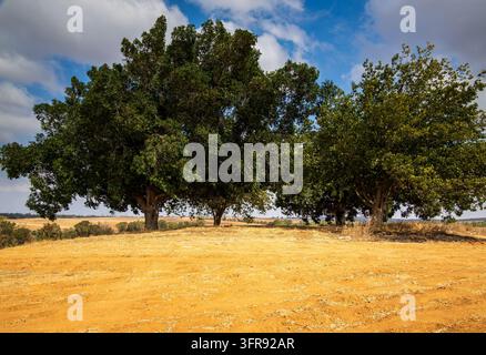 A solitary group of three large tree stands atop a hill under a clear  sky along Route 334 in the northern Negev, Israel. Stock Photo