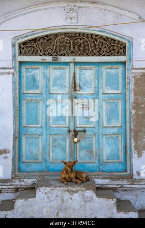 A stray dog rests beneath an arched blue door topped with an ornate wrought iron scrollwork transom, Gujarat, Mandvi, India Stock Photo