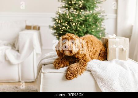 Close up portrait of a young brown labradoodle dog is proudly sitting in front a decorated christmas tree. Cute puppy play at home, new year decorated Stock Photo