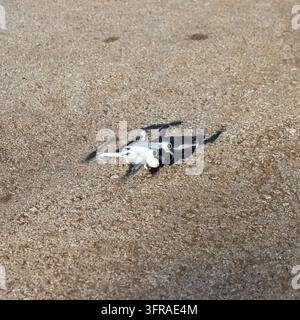 Compact grey quadcopter drone landing on gravel ground in Bubenheim near Treuchtlingen, Germany Stock Photo