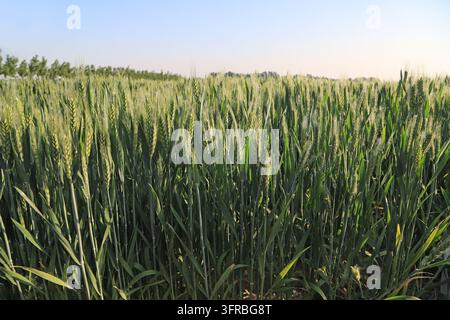 Low-angle shot of a summer wheat field, with vast unripe green wheat swaying in the sun under a clear sky, plump ears showing the vitality of agricult Stock Photo