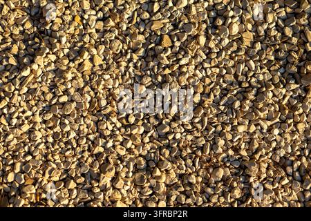 Natural gravel texture of small beige and gray stones scattered across the ground in warm sunlight, detailed rocky background with irregular pebbles Stock Photo