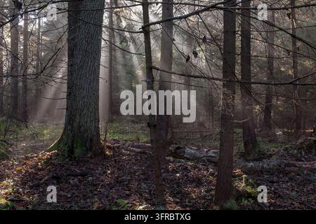 Ancient old growth trees stand tall in Bialowieza Forest, a UNESCO Heritage site, with ethereal sunbeams piercing through the morning mist, creating a Stock Photo