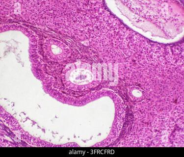 Frog pancreas - transverse section under a light microscope at times 10 magnification (image width 1.1mm) Stock Photo