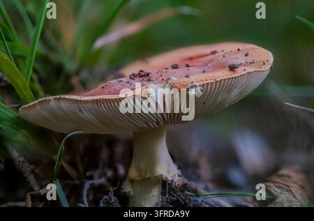 A detailed close-up of a reddish-brown mushroom from the Amanita genus (Amanita sp.) in its natural woodland habitat. The low-angle shot clearly shows Stock Photo