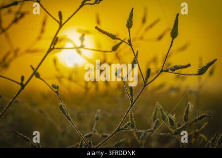 The rising sun on a misty morning illuminates the stems of field herbs covered in dewdrops and cobwebs in autumn Stock Photo