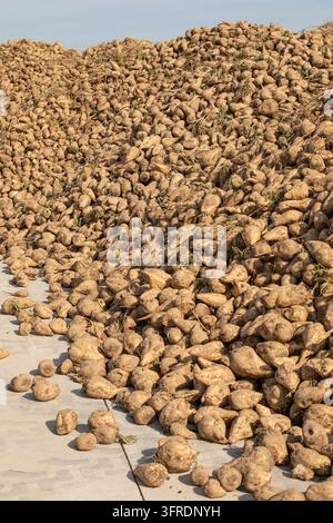 A massive pile of freshly harvested sugar beets lies on concrete ground outdoors under bright sunlight during agricultural harvest season Stock Photo