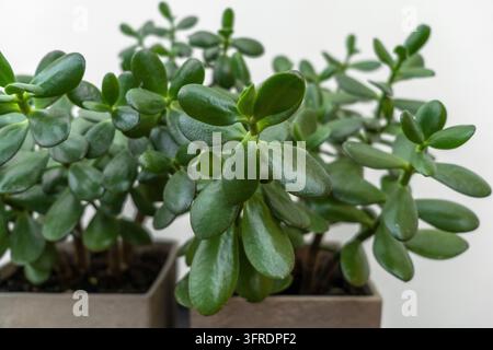 A green succulent in a grey concrete pot standing on the black table Stock Photo