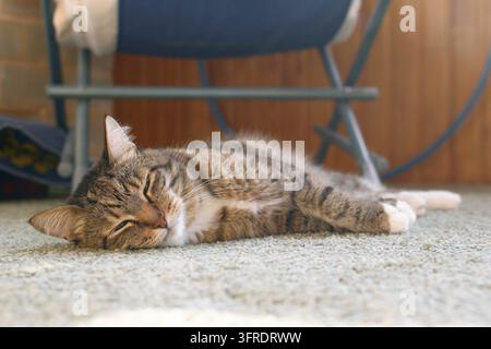Cute short haired brown tabby cat is dozing on a floor in living room in sunshine Stock Photo