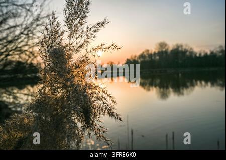 Close up of dry reed grass in the foreground at Murner See with the sun setting over the calm lake in the district of Schwandorf, Upper Palatinate, Ba Stock Photo