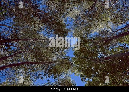 Set of large trees seen from below. Light blue sky, disappearing point, autumn, treetops Stock Photo