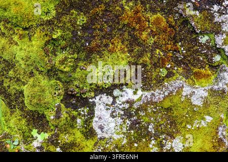 Close-up of colourful moss and lichen covering a rock surface, showcasing the rich biodiversity of Iceland's natural environment Stock Photo